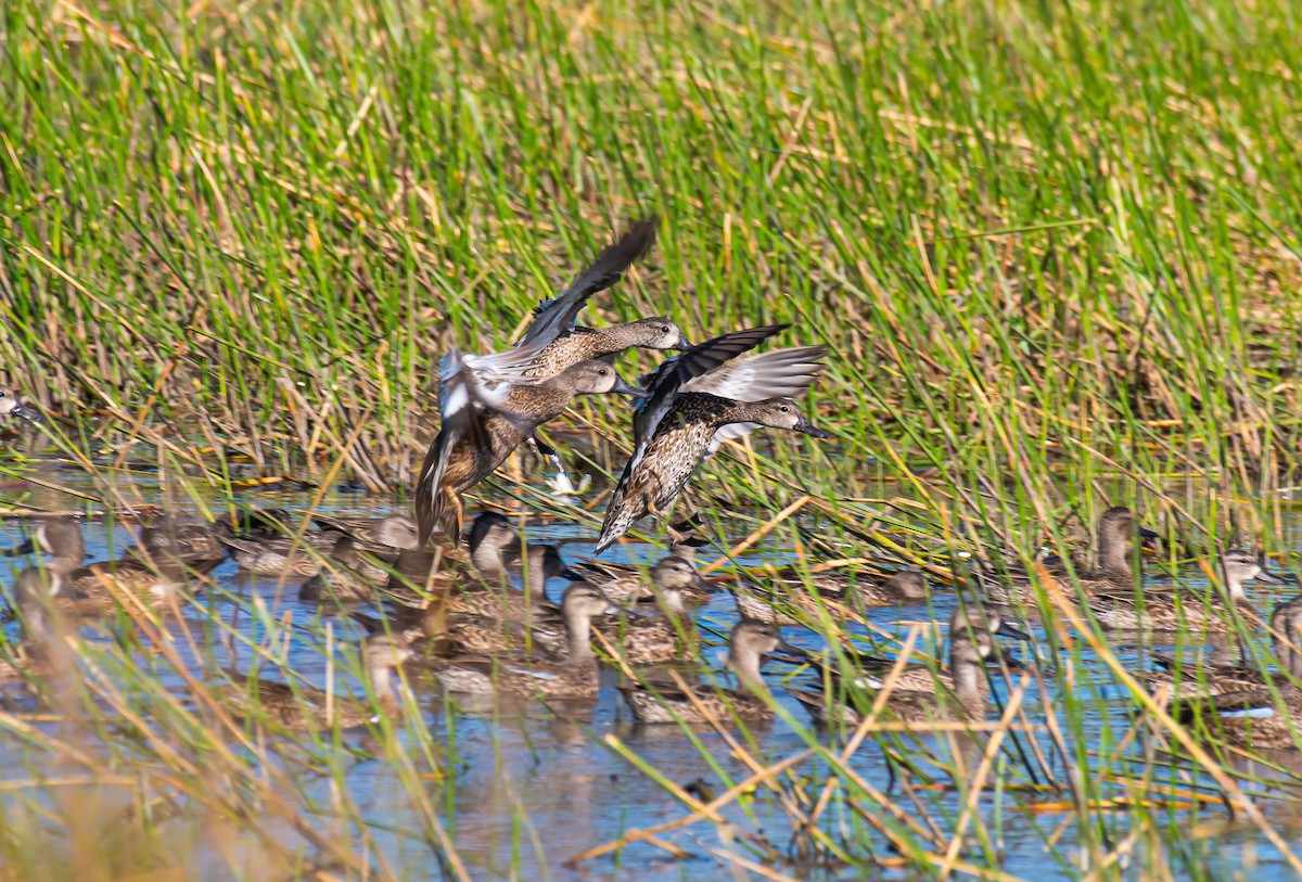 Blue-winged Teal - ML613220344