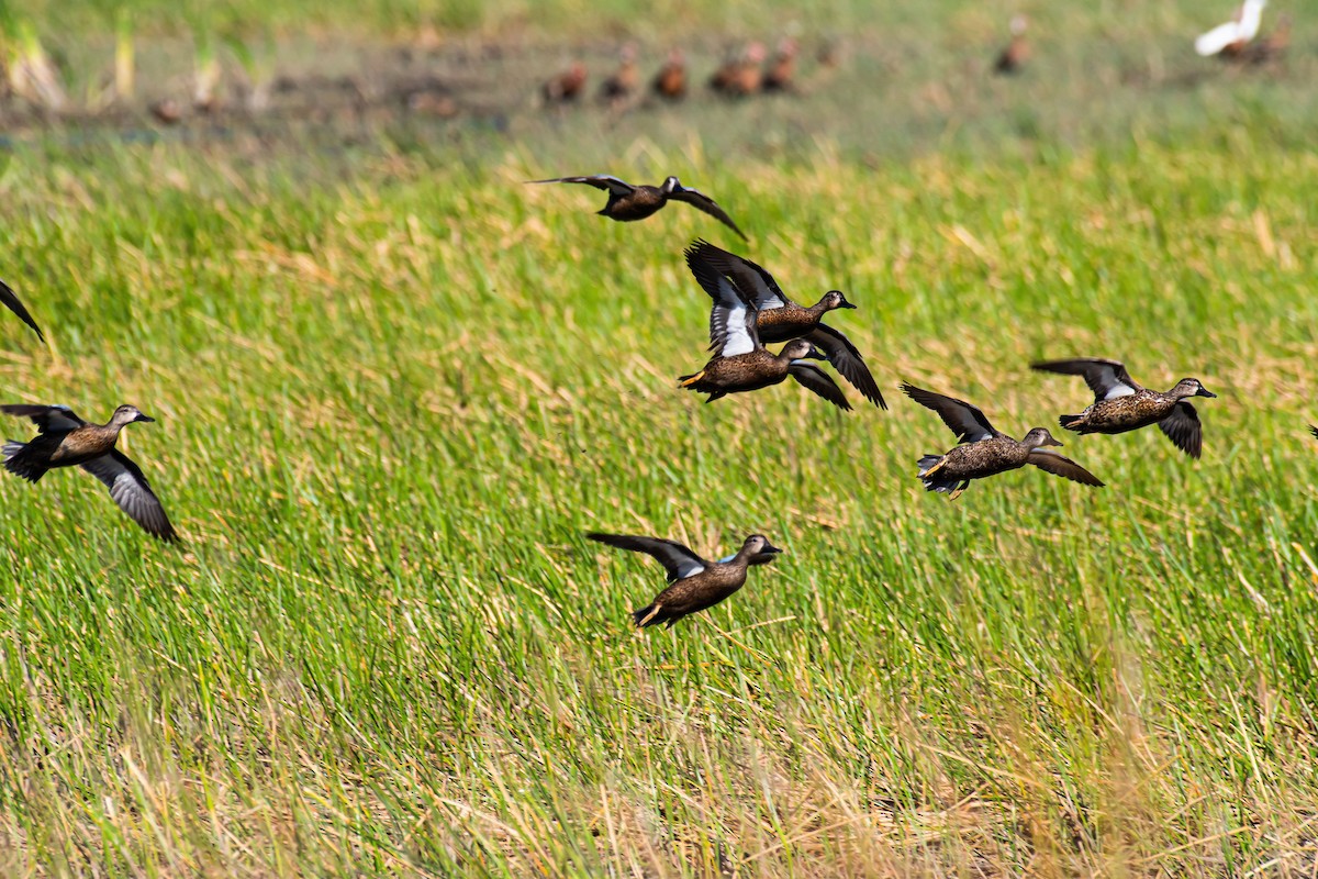 Blue-winged Teal - ML613220345