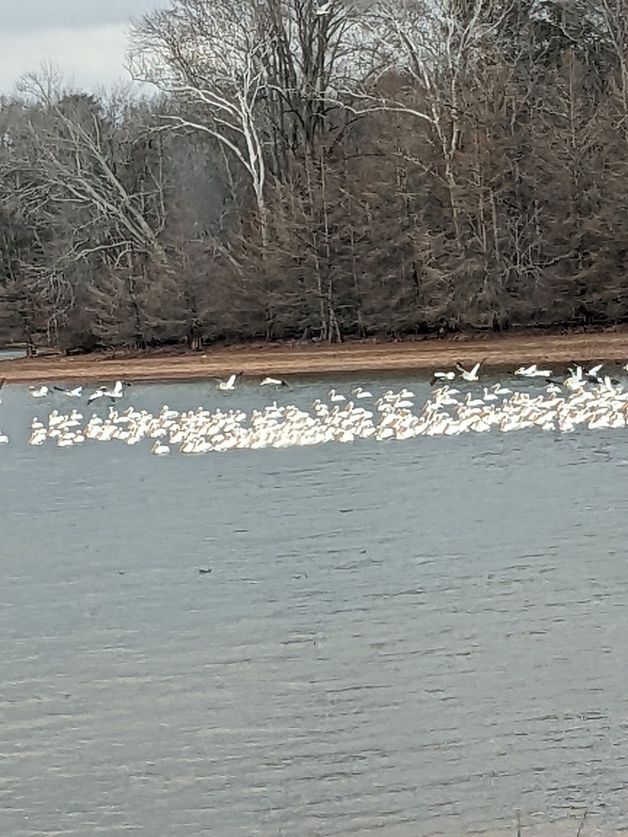 American White Pelican - ML613220346