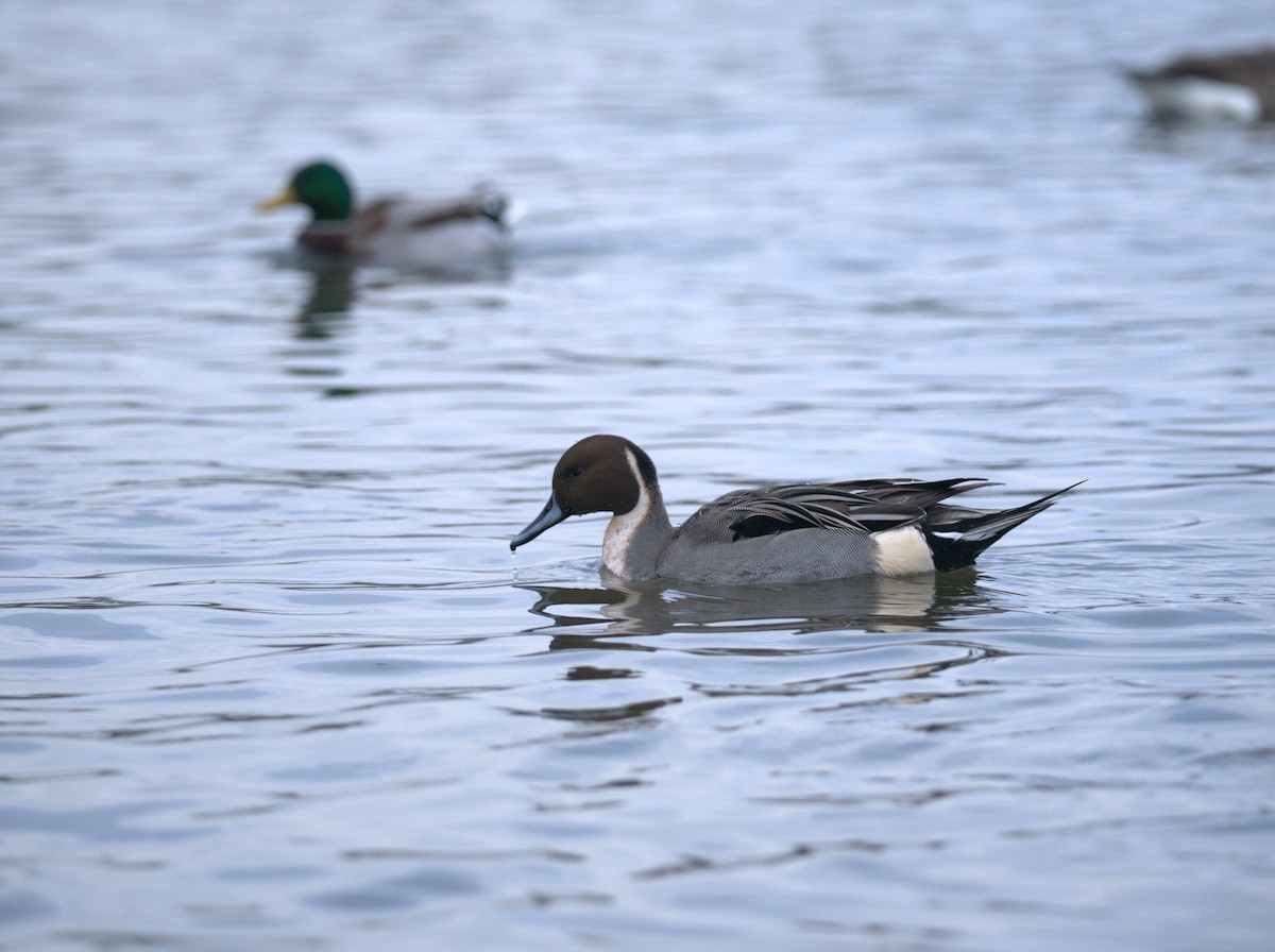 Northern Pintail - ML613220372