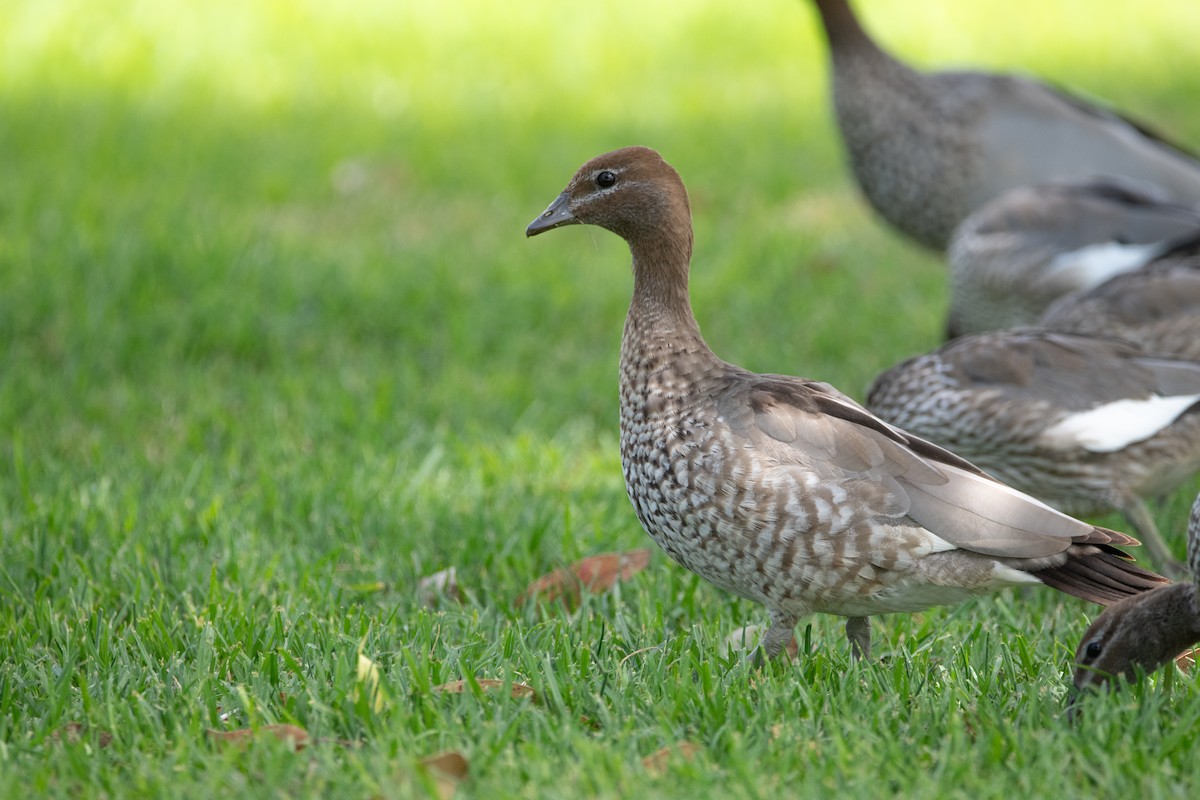 Maned Duck - Mael Glon