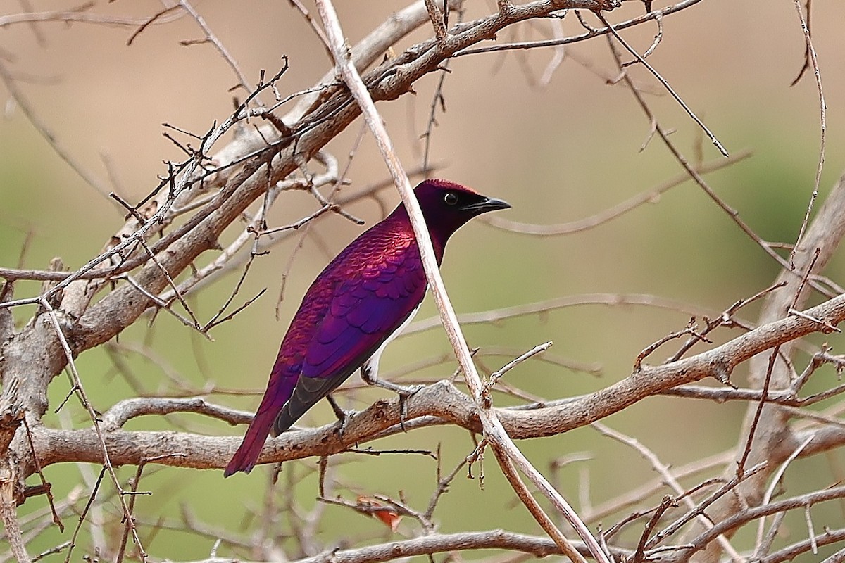 Violet-backed Starling - ML613220469