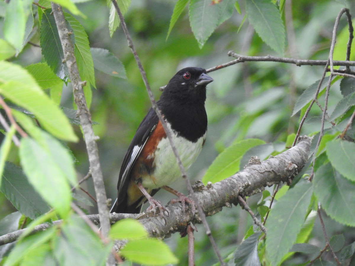 Eastern Towhee - ML61322051