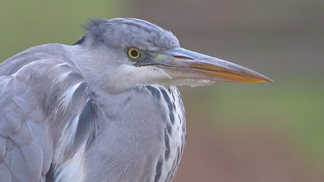 gråhegre (cinerea/jouyi) - ML613220526