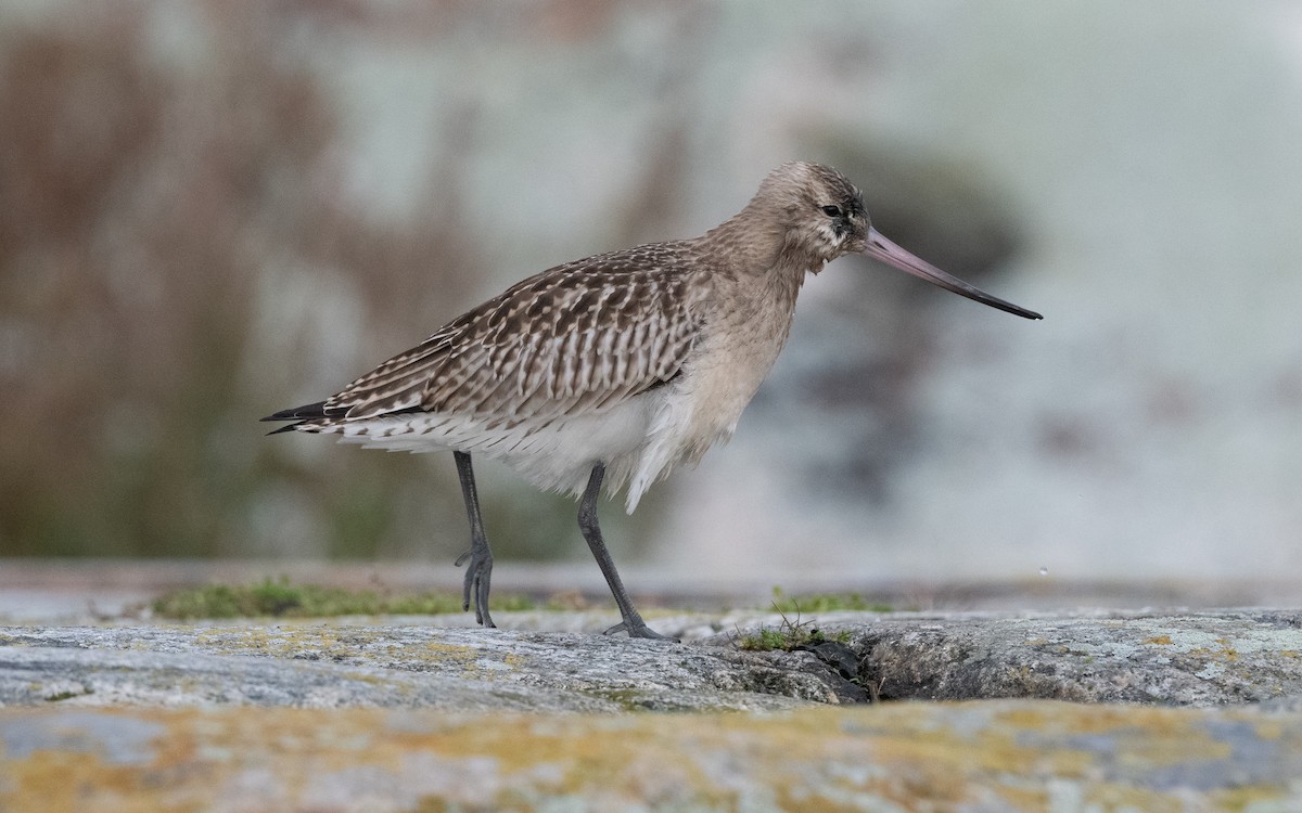 Bar-tailed Godwit - ML613220544
