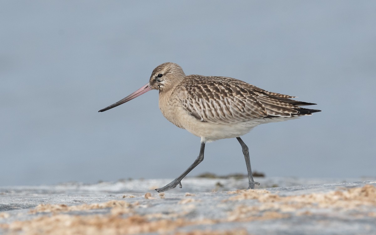Bar-tailed Godwit - ML613220545