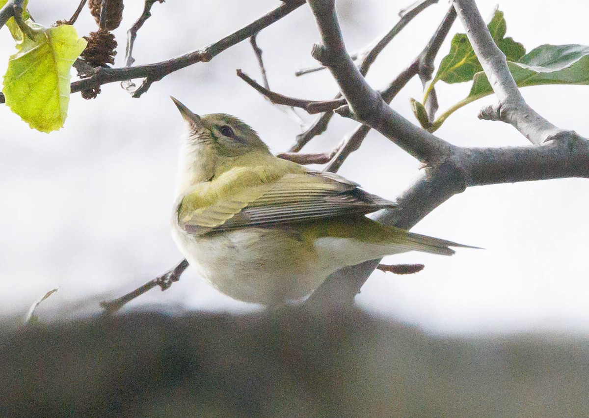 Tennessee Warbler - ML613220632