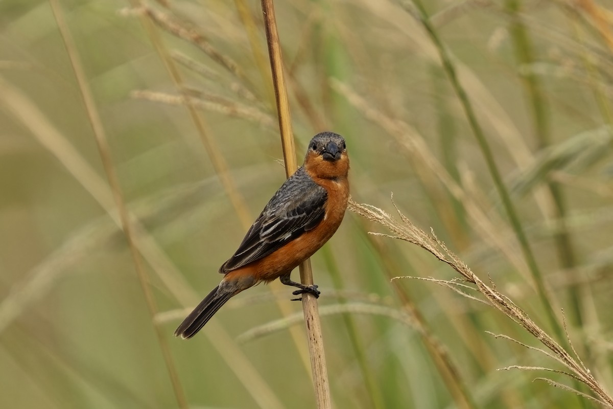 Rufous-rumped Seedeater - Holger Teichmann