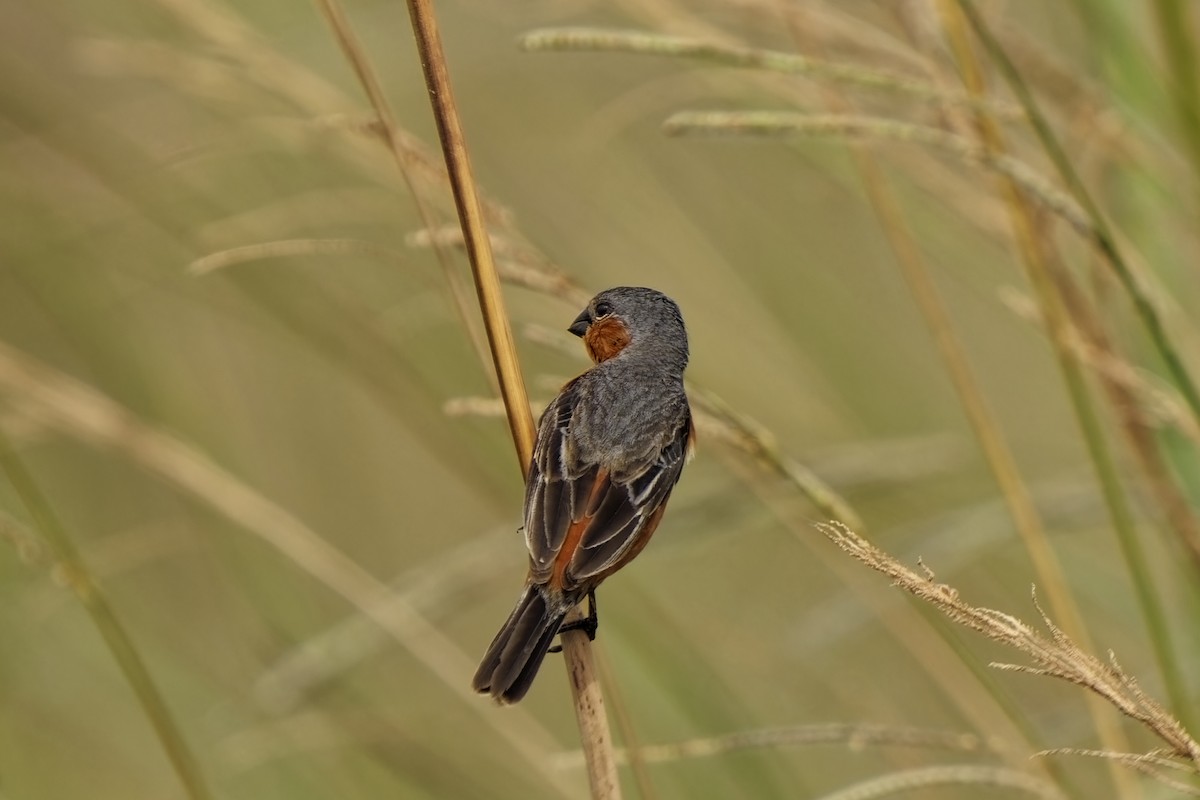 Rufous-rumped Seedeater - Holger Teichmann