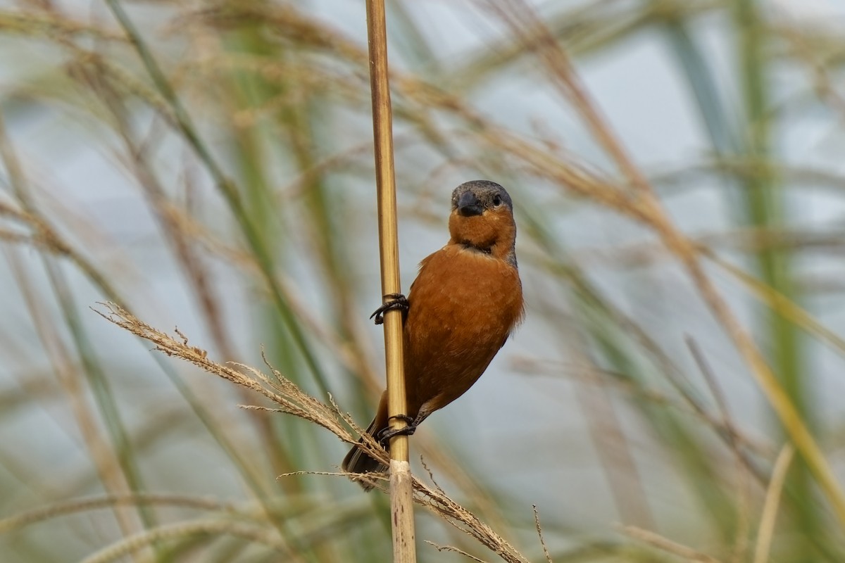 Sporophile à croupion roux - ML613220684