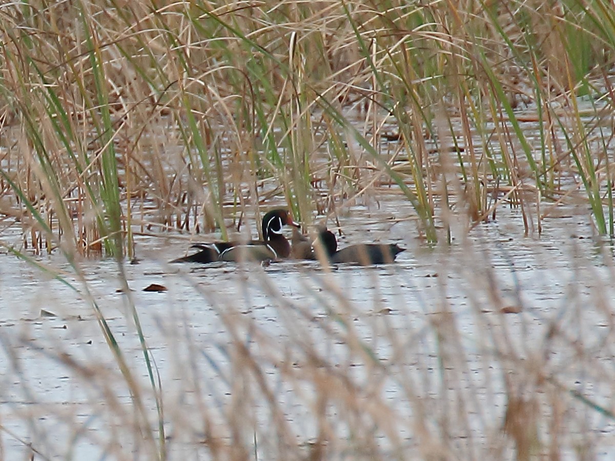 Wood Duck - ML613220769