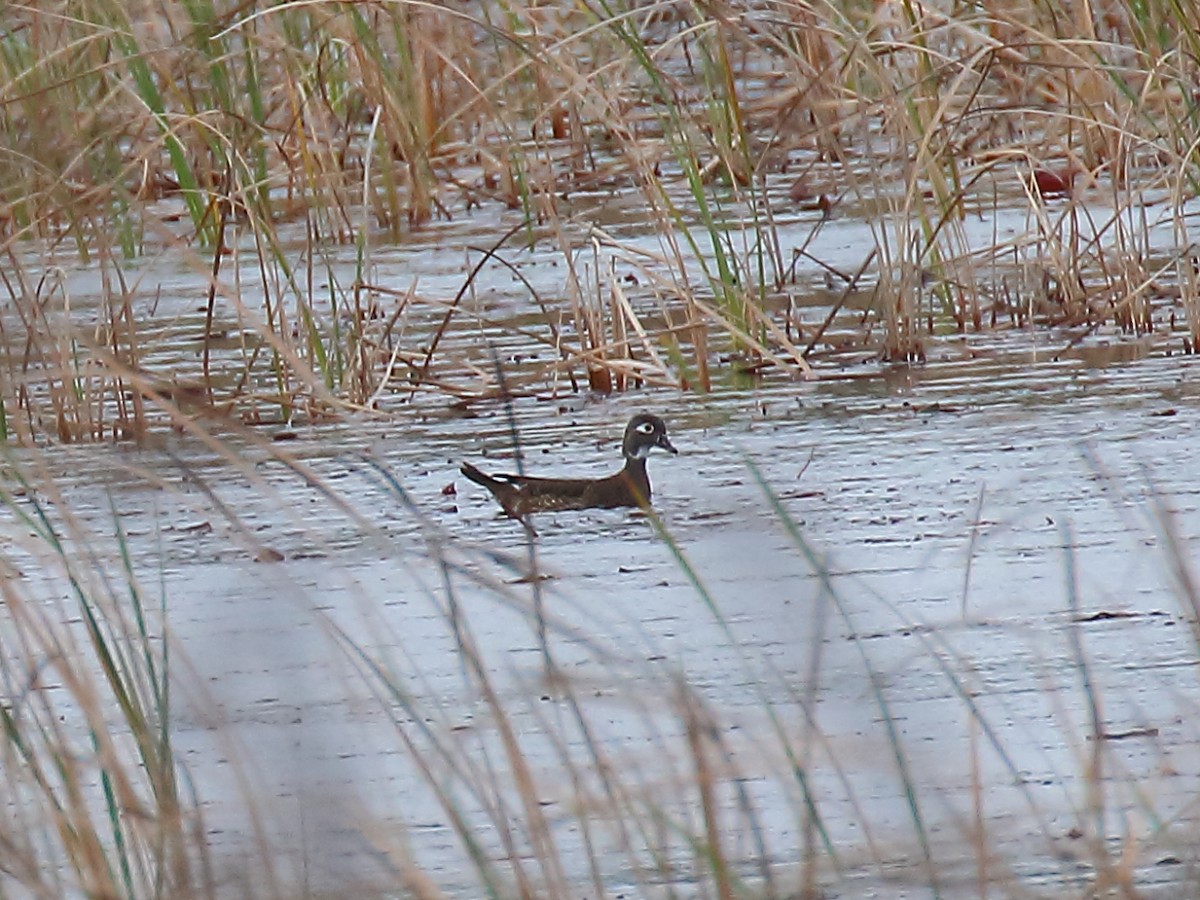 Wood Duck - ML613220772