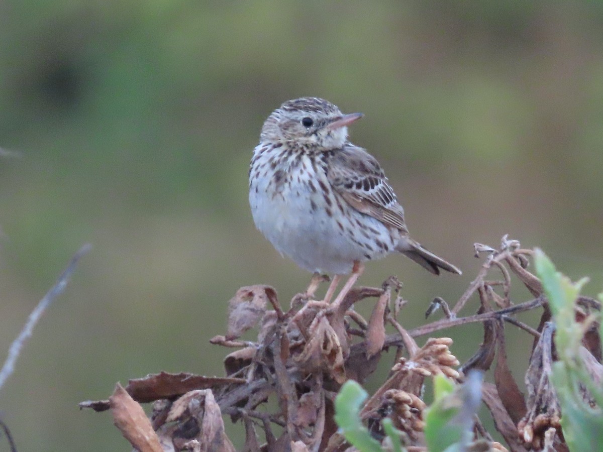 Peruvian Pipit - ML613220815