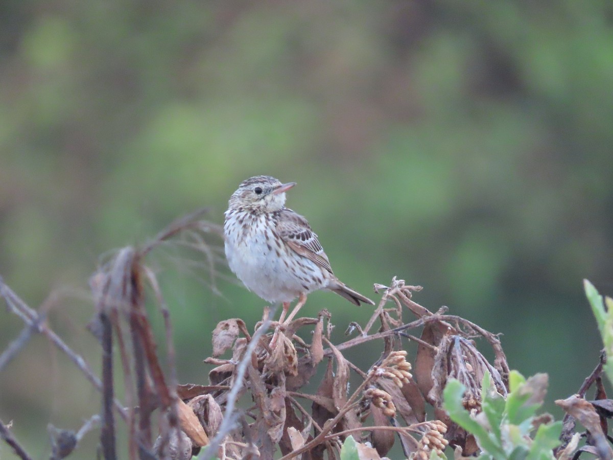 Peruvian Pipit - ML613220823