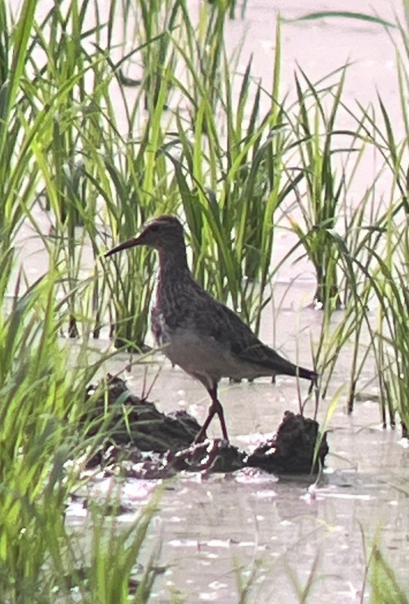 Graubrust-Strandläufer - ML613220868