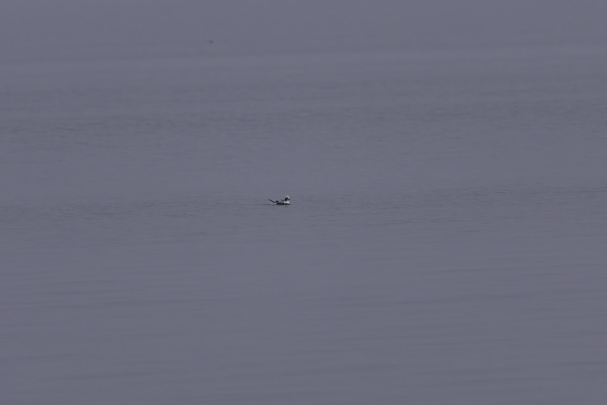 Long-tailed Duck - ML613220876