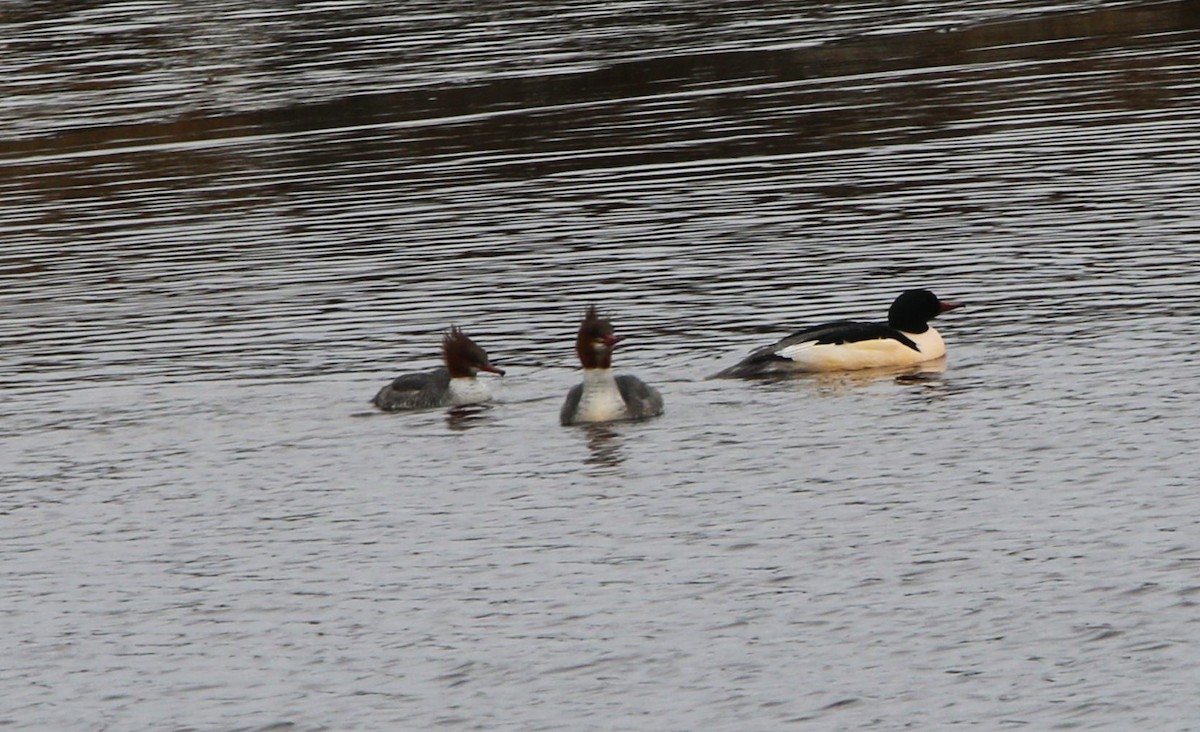 Common Merganser - Richard Donaldson