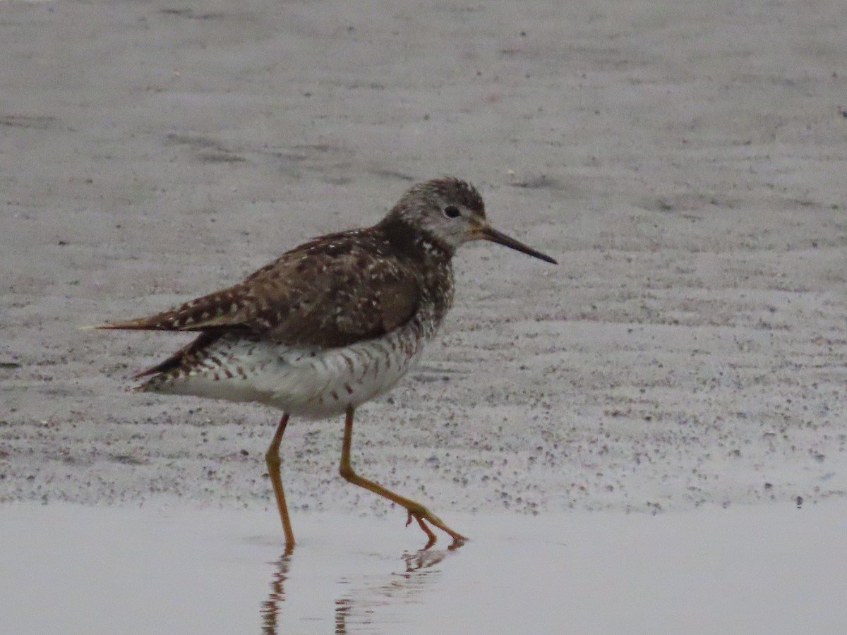 Lesser Yellowlegs - ML613220882