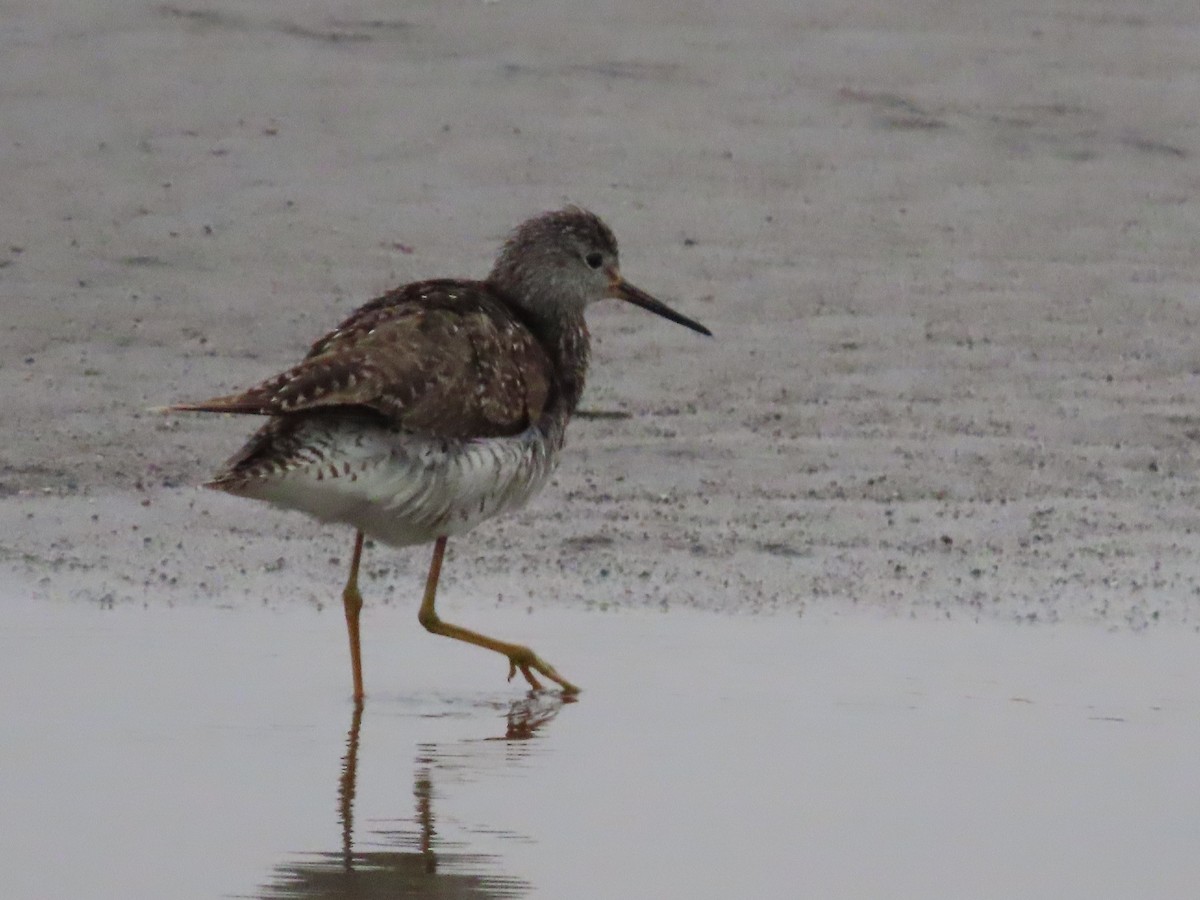 Lesser Yellowlegs - ML613220883