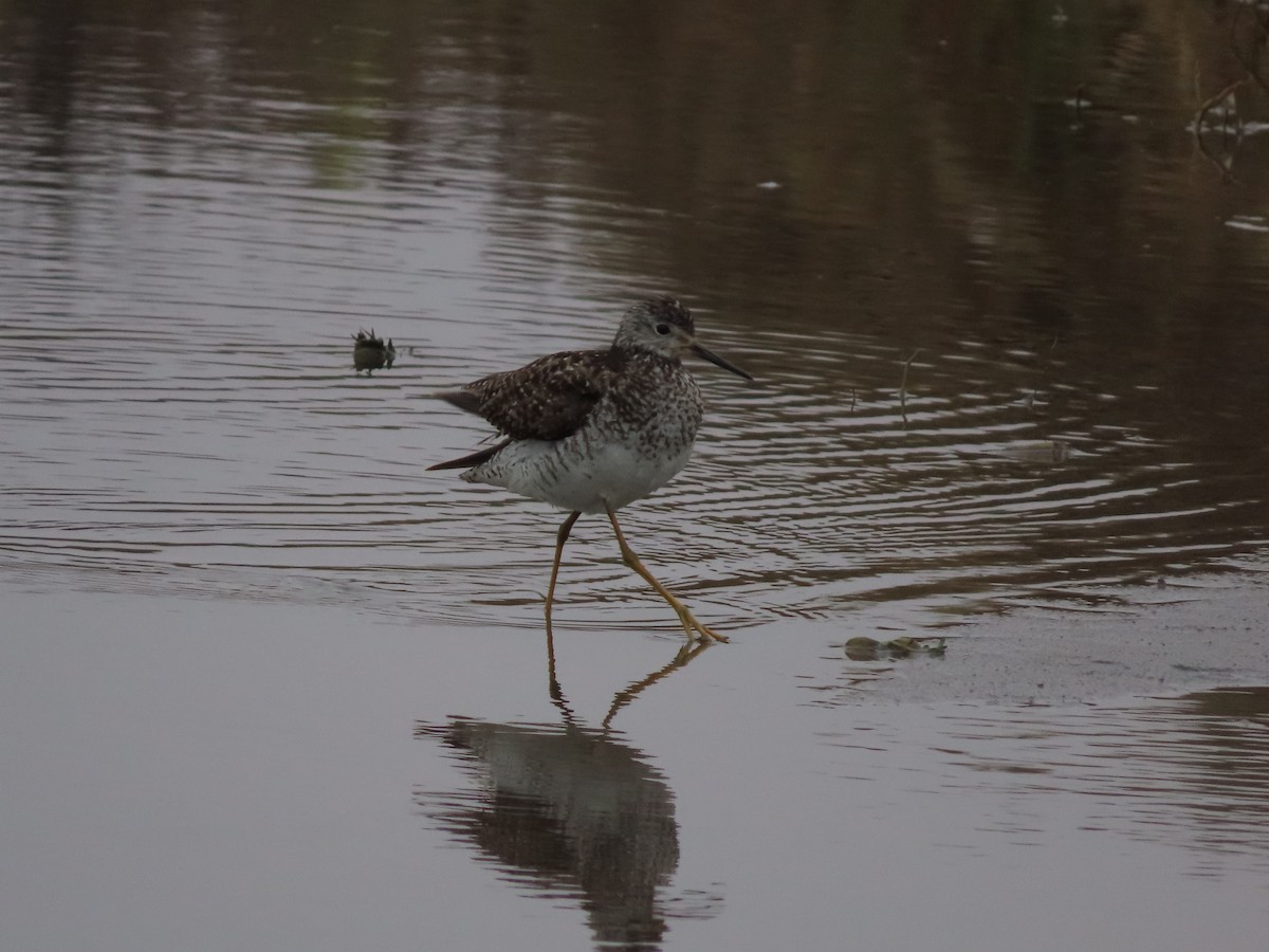 Lesser Yellowlegs - ML613220884