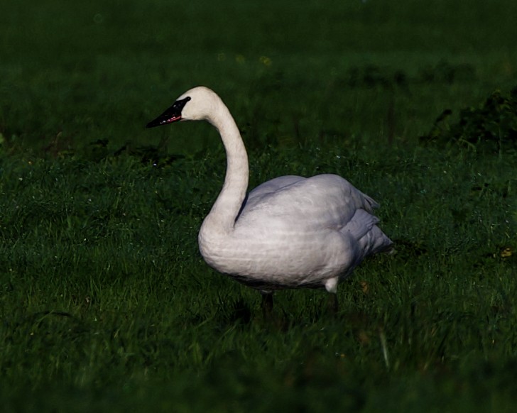 Trumpeter Swan - Rob O'Donnell
