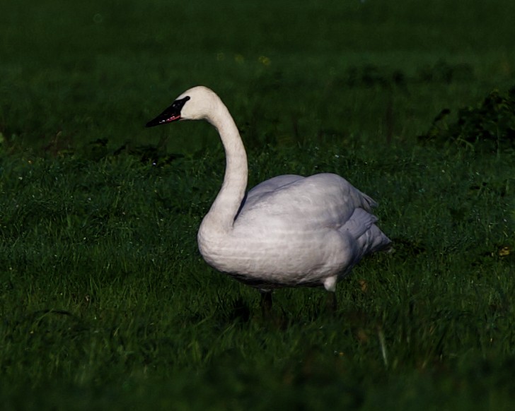 Cygne trompette - ML613220901