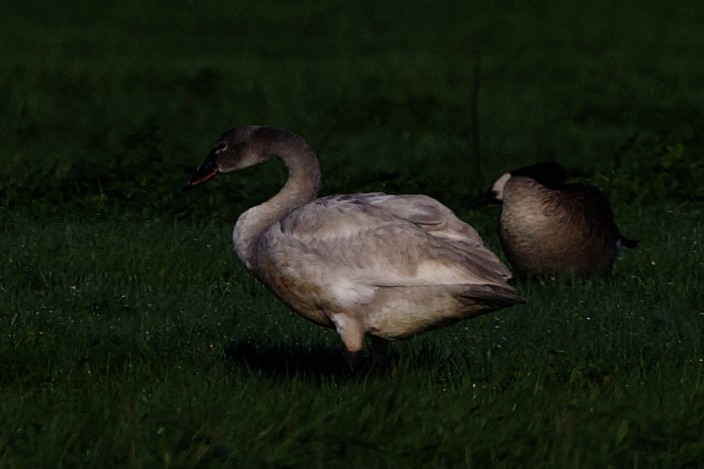 Tundra Swan - ML613220905