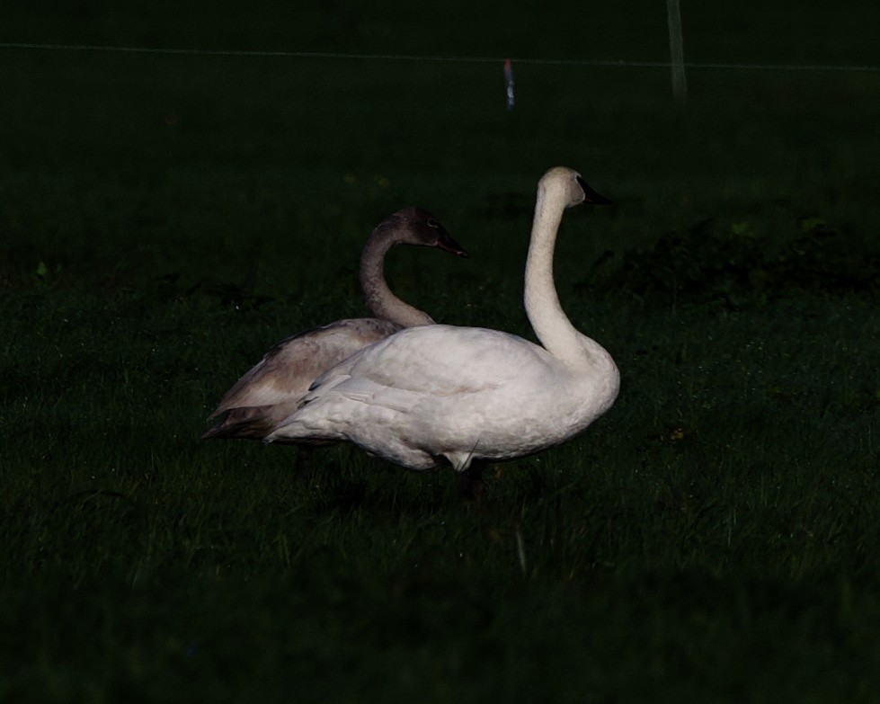 Trumpeter Swan - Rob O'Donnell