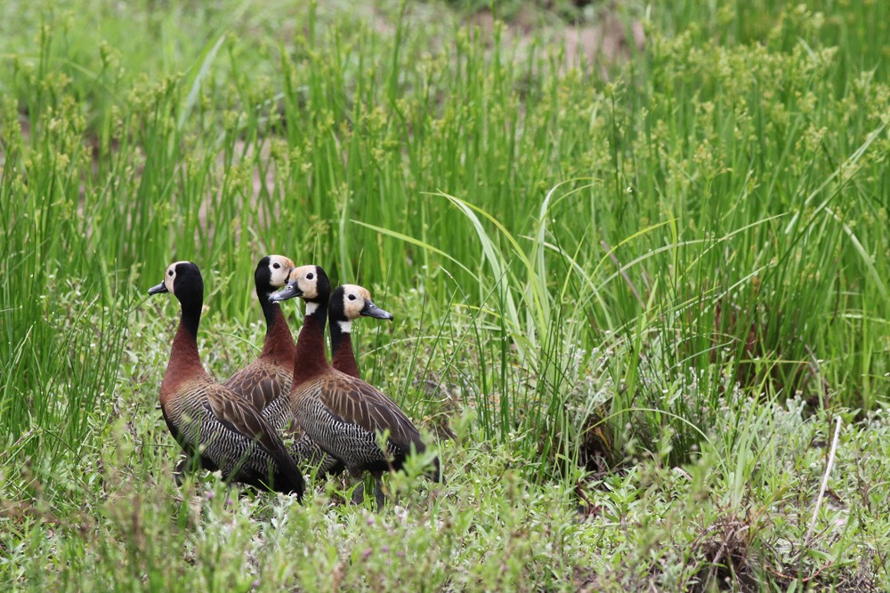 White-faced Whistling-Duck - Corey Husic