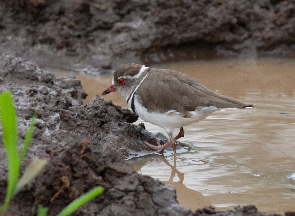 Three-banded Plover - ML613220992
