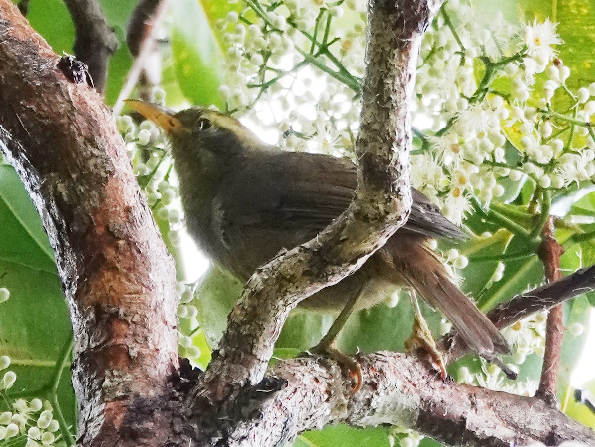 Giant White-eye - ML613221052