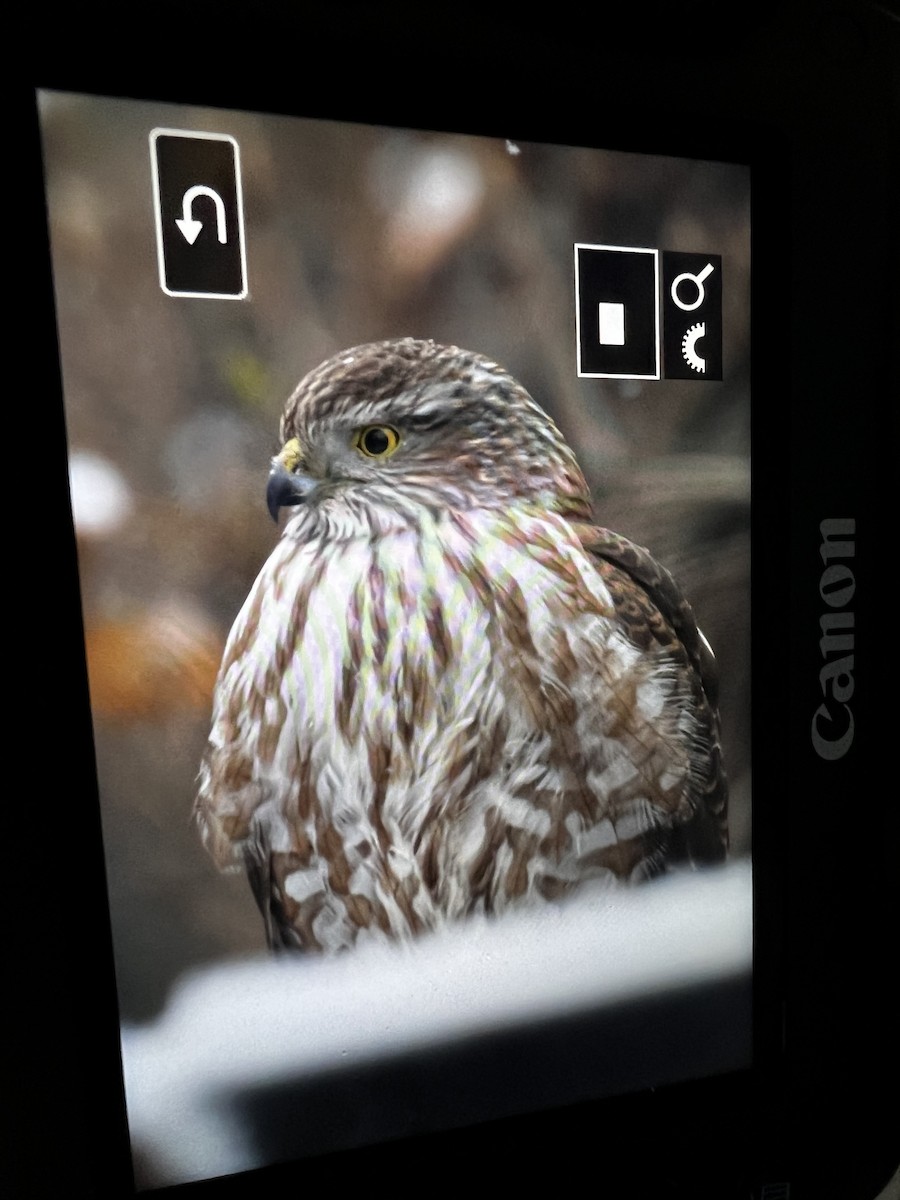 Sharp-shinned Hawk - ML613221070