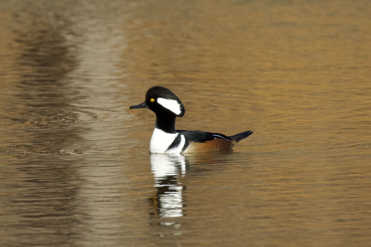 Hooded Merganser - ML613221134