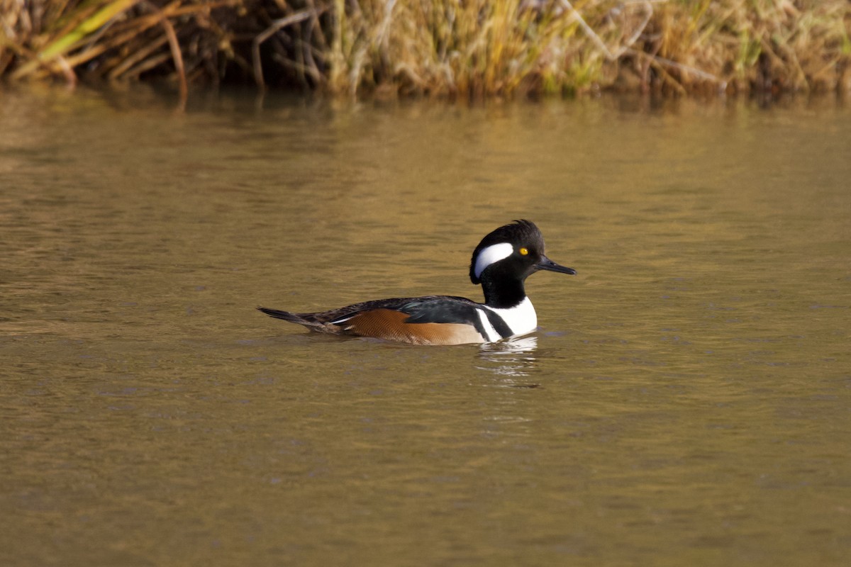 Hooded Merganser - ML613221136