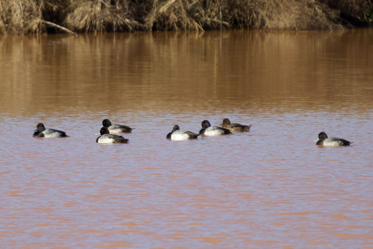 Lesser Scaup - Jin Bai