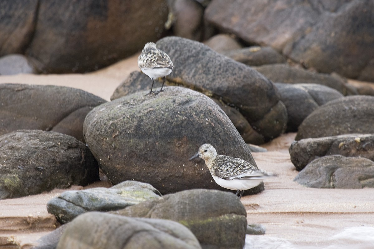 Sanderling - ML613221197