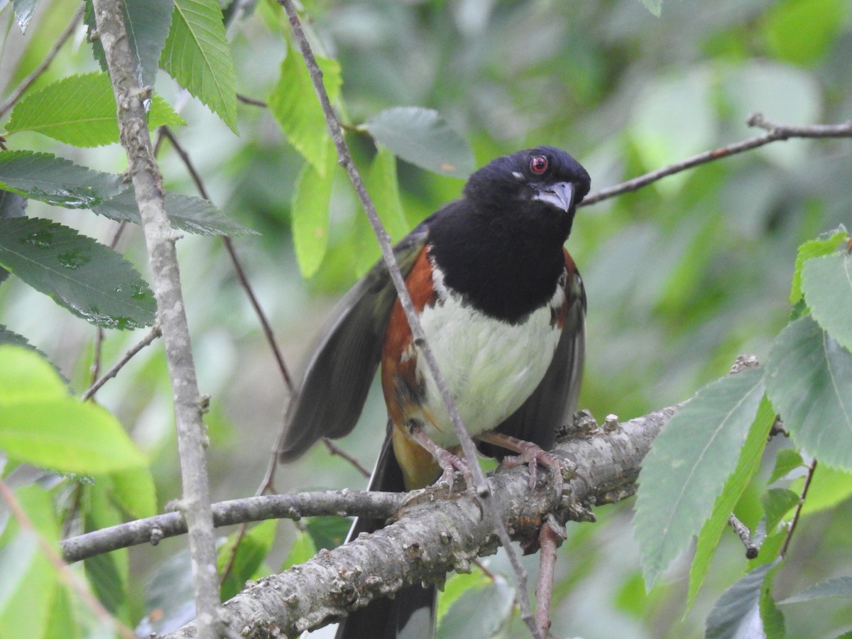 Eastern Towhee - ML61322121