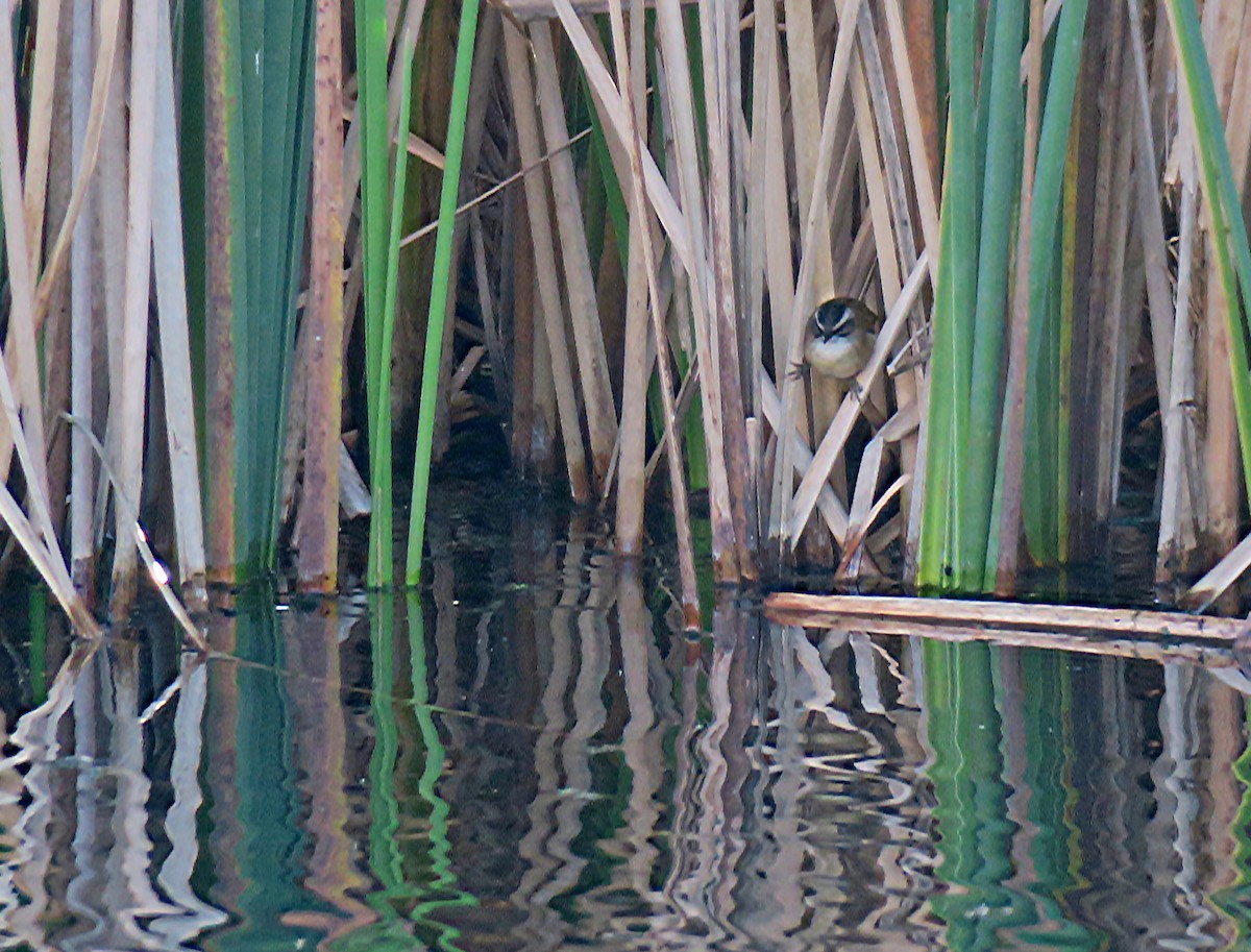Moustached Warbler - Juan Pérez