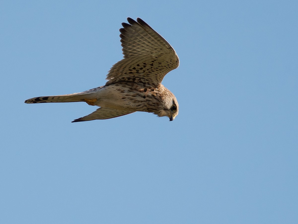 Eurasian Kestrel - ML613221231