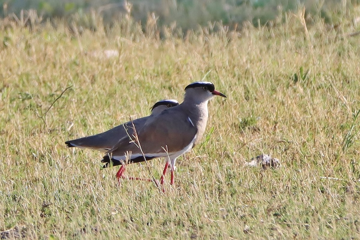 Crowned Lapwing - ML613221254