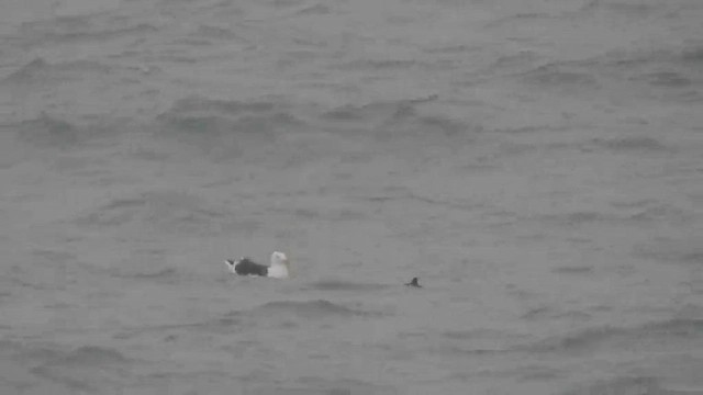 Great Black-backed Gull - ML613221352