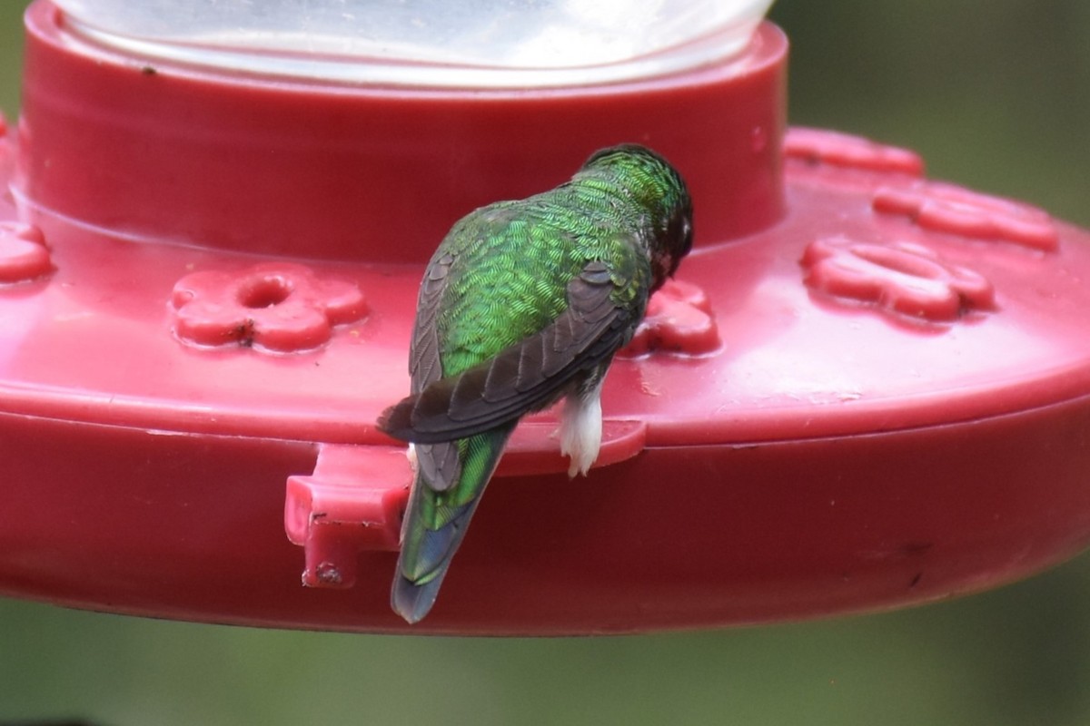 White-booted Racket-tail - ML613221354