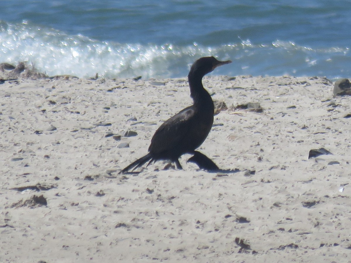 Crowned Cormorant - Gareth Bain