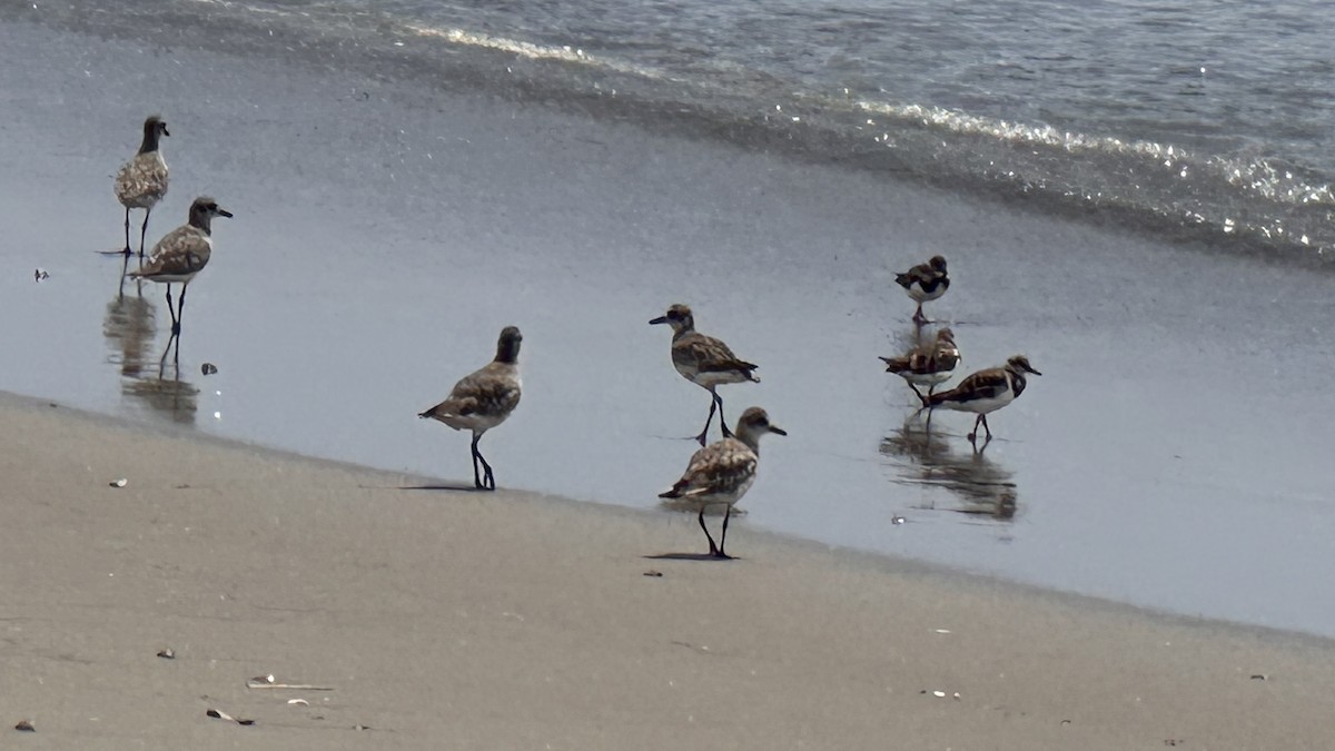 Black-bellied Plover - ML613221429