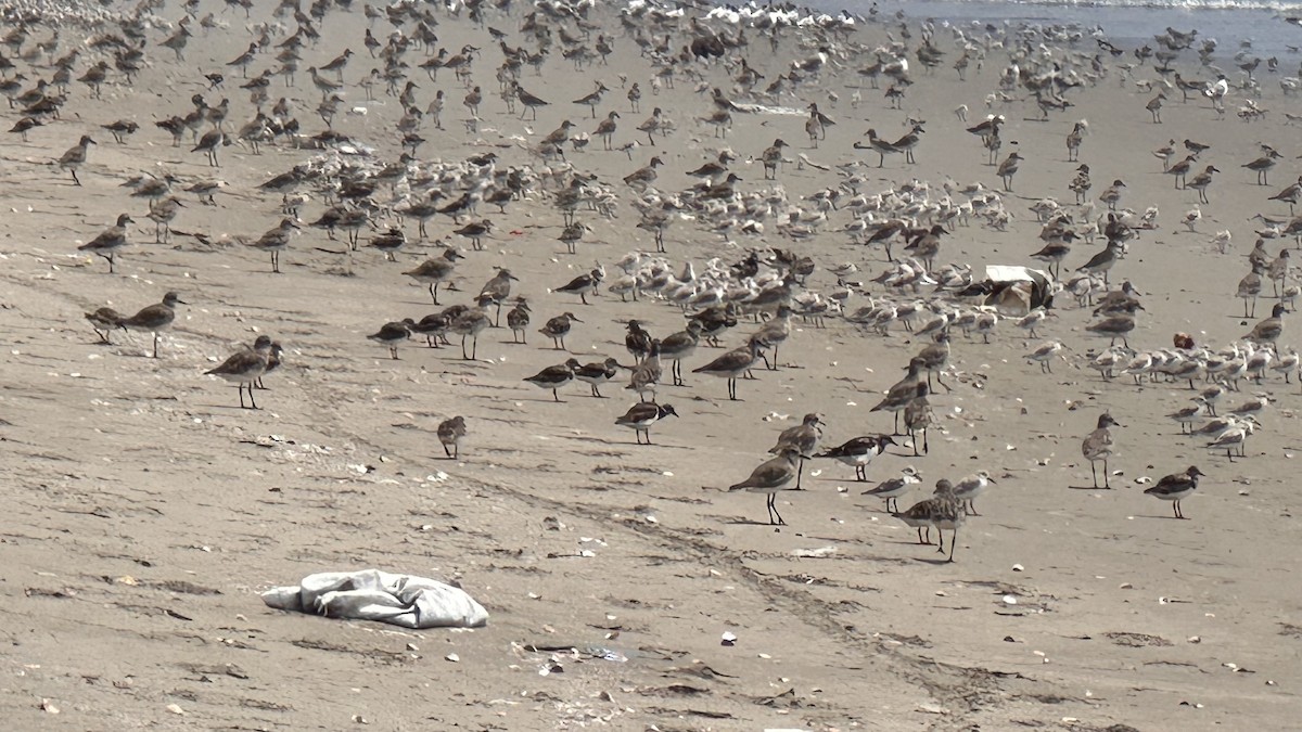 Black-bellied Plover - ML613221430