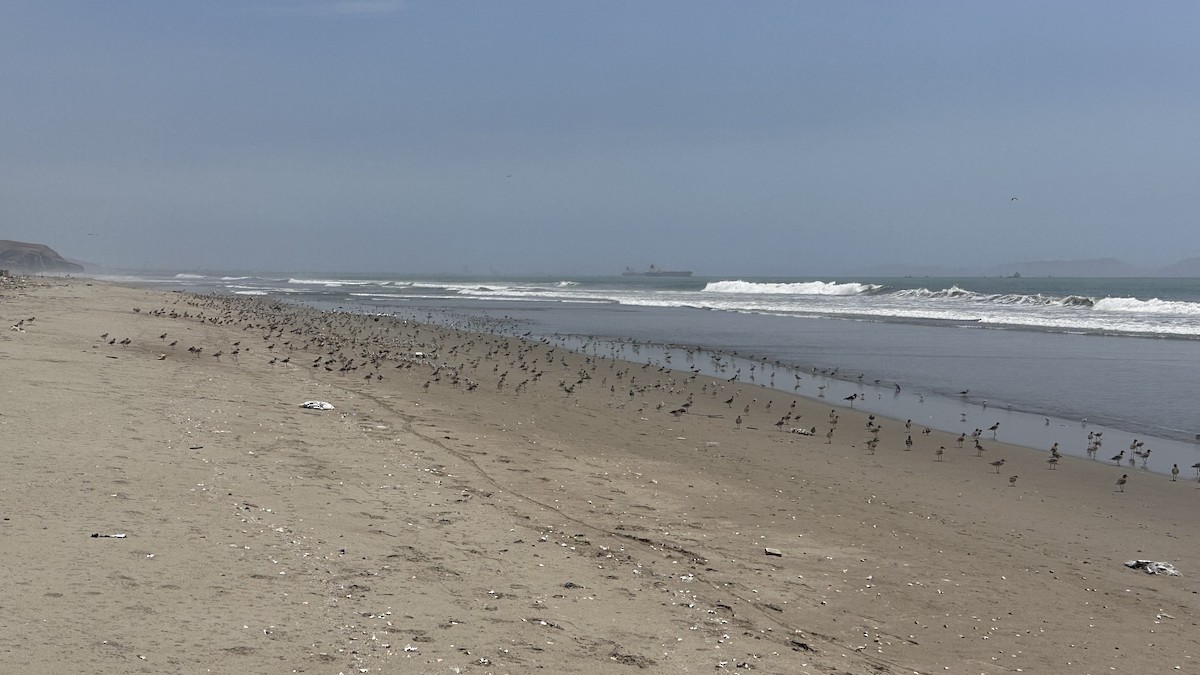 Black-bellied Plover - ML613221431