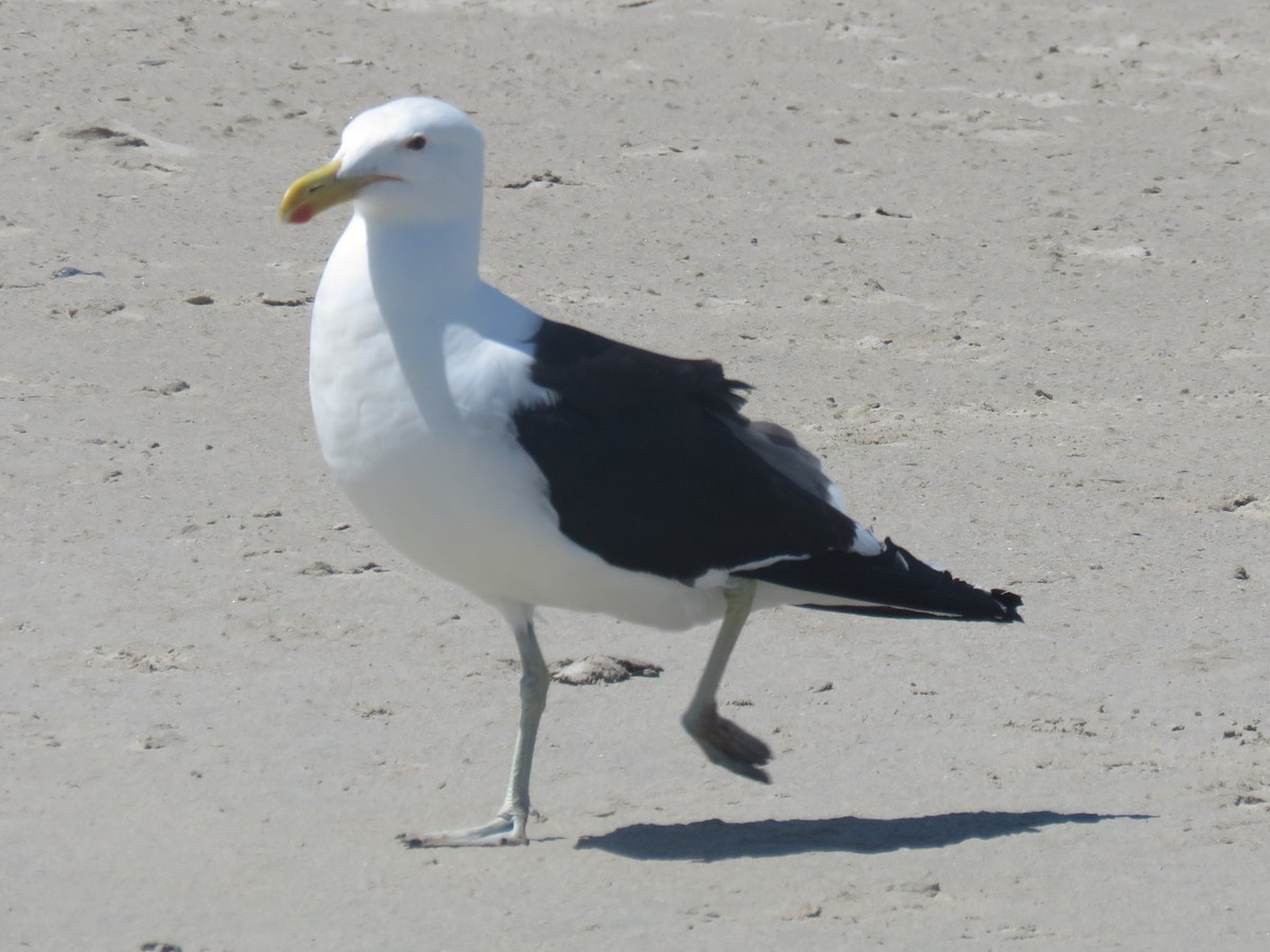 Gaviota Cocinera (vetula) - ML613221432