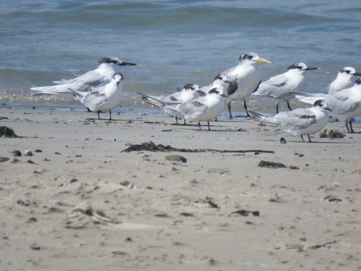 Great Crested Tern - Gareth Bain