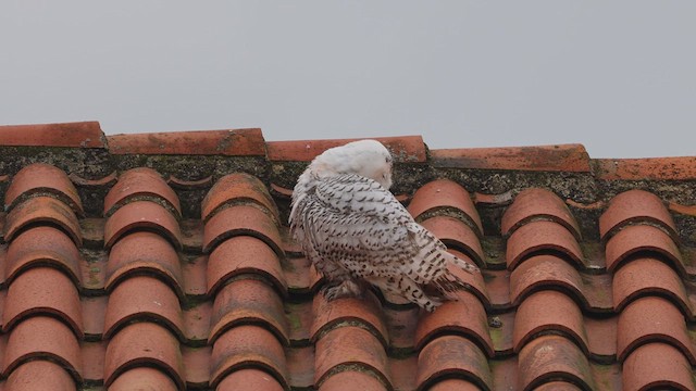 Snowy Owl - ML613221451
