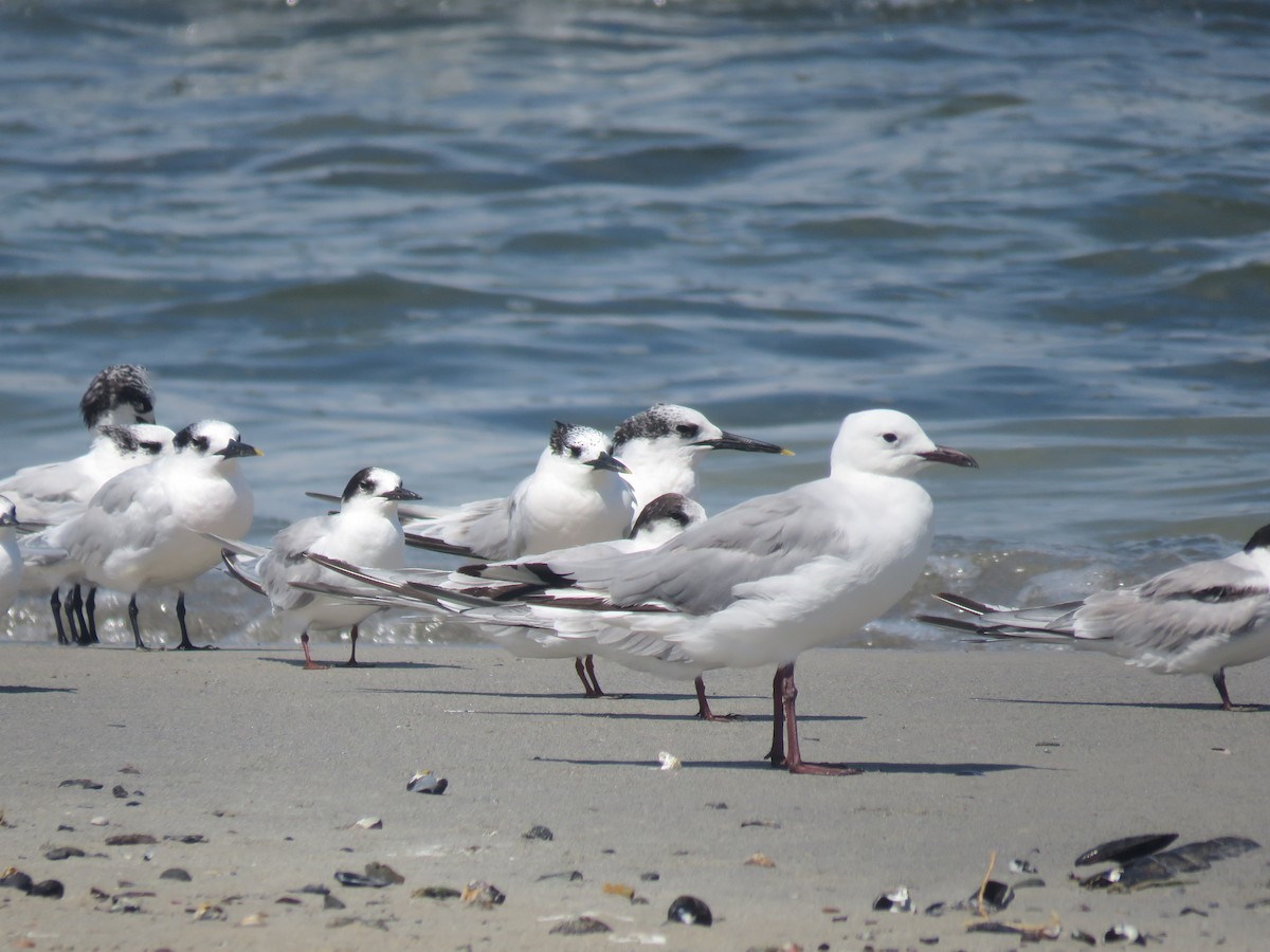 Gaviota Plateada Surafricana - ML613221462